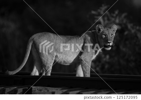 Mono lion cub on railway turning head Mono lion cub on railway turning head 125172095