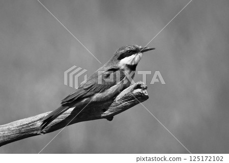Mono little bee-eater on branch in profile Mono little bee-eater on branch in profile 125172102