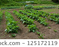 Summer vegetable cultivation at home garden 125172119