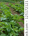 Summer vegetable cultivation at home garden 125172121