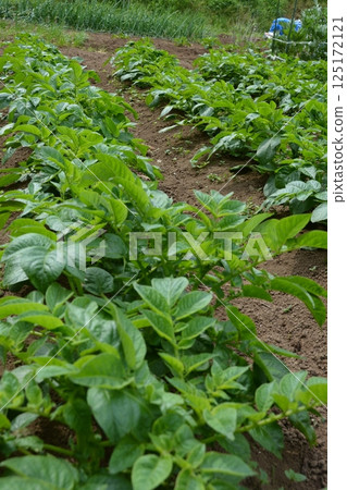 Summer vegetable cultivation at home garden 125172121