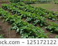 Summer vegetable cultivation at home garden 125172122