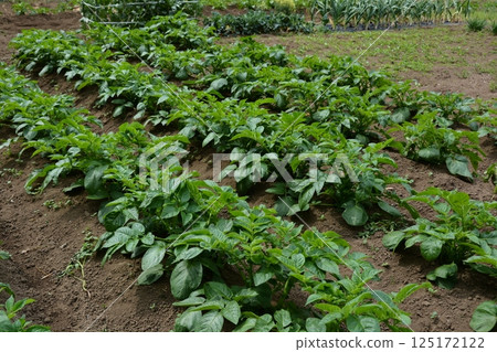 Summer vegetable cultivation at home garden Summer vegetable cultivation at home garden 125172122