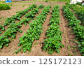 Summer vegetable cultivation at home garden 125172123