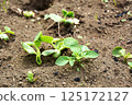 Summer vegetable cultivation at home garden 125172127