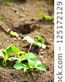 Summer vegetable cultivation at home garden 125172129