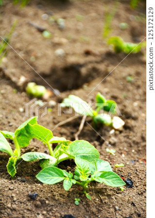 Summer vegetable cultivation at home garden 125172129