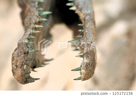 A detailed closeup image of an alligator skull showcasing its sharp and formidable teeth 125172156