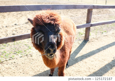 Adorable and fluffy Brown Sheep peacefully grazing at a picturesque Farm in the countryside 125172187