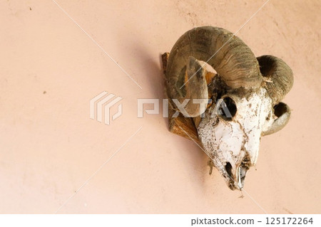 A stunning Ceremonial Ram Skull that is artfully Mounted on the Wall for display and decoration 125172264