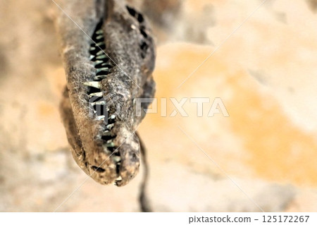 The Fossilized Remains of a Prehistoric Creature Have Recently Been Uncovered and Studied The Fossilized Remains of a Prehistoric Creature Have Recently Been Uncovered and Studied 125172267