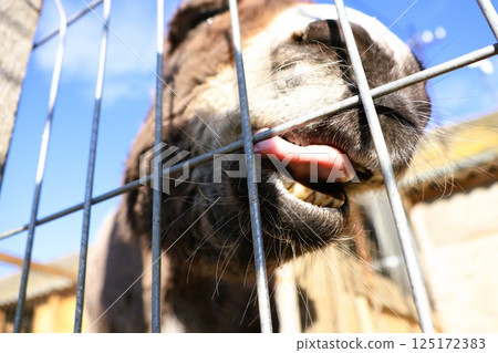 A Playful Goat Cheerfully Assisting Behind a Fence While Enjoying the Warm Sunlight 125172383