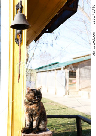 Charming Cat sitting beside the Bell on a Beautifully Sunny Day outside in the garden 125172386
