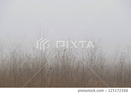 A beautifully misty landscape filled with soft light and lush grasses swaying gently in the breeze 125172388