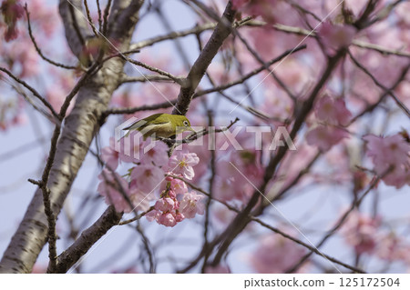 櫻花與繡眼鳥，春天的景色 125172504