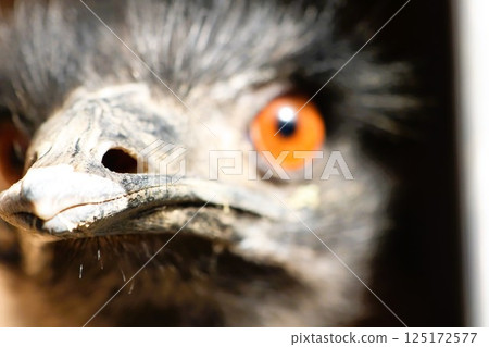 An Engaging CloseUp of a Fascinating and Unique Bird with Stunningly Striking Orange Eyes An Engaging CloseUp of a Fascinating and Unique Bird with Stunningly Striking Orange Eyes 125172577