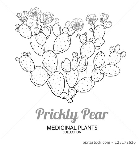 Prickly Pear Cactus Outline Illustration. 125172626