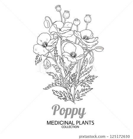 Poppy Plant with Flowers Outline Illustration 125172630