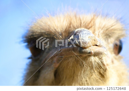 Detailed CloseUp of a Majestic Ostrich Featuring Textured Feathers and Bold Expression, Captivating 125172648