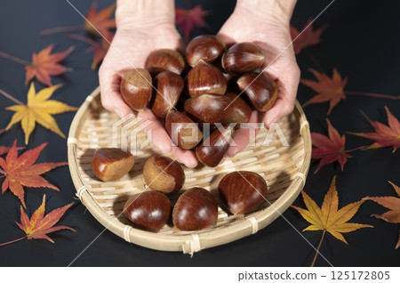 Autumn taste chestnut harvest 125172805