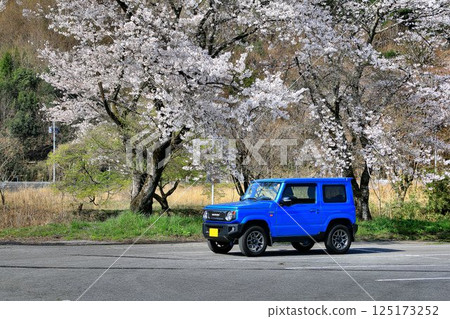 A full-fledged 4WD with a cute exterior... "Jimny" and cherry blossoms in full bloom 125173252