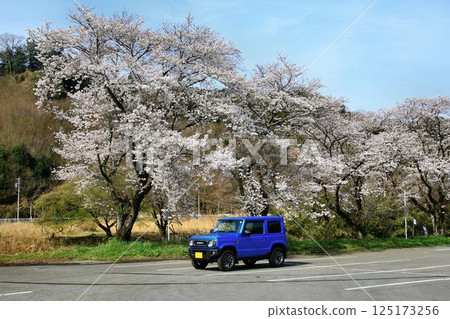 外觀可愛的正宗四輪傳動車…「吉姆尼」與盛開的櫻花 125173256