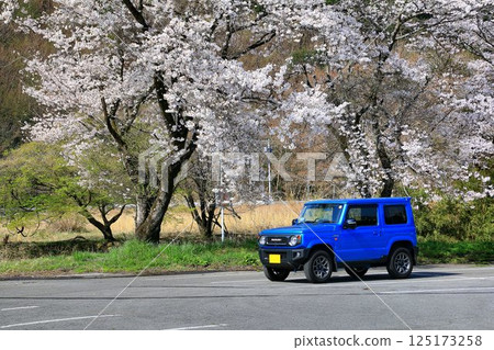 A full-fledged 4WD with a cute exterior... "Jimny" and cherry blossoms in full bloom A full-fledged 4WD with a cute exterior... "Jimny" and cherry blossoms in full bloom 125173258