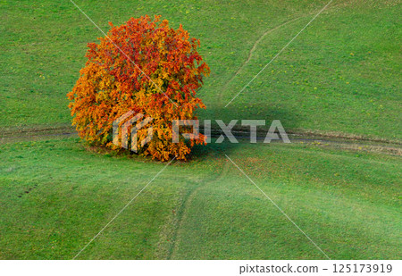 Solitary autumn tree in a green meadow, above view 125173919