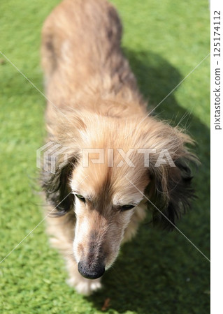 Senior miniature dachshund walking off-leash on the artificial turf in the garden 125174112