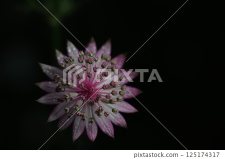 Pink flowers wet with morning dew 125174317