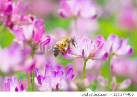 西方蜜蜂在紫雲英田飛來飛去 125174466