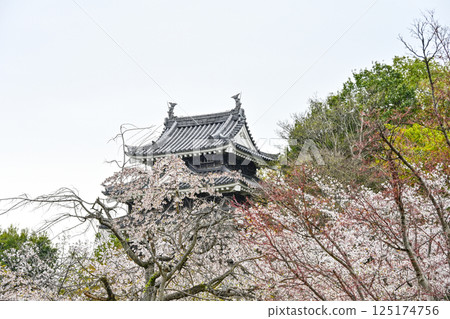 西尾市歷史公園(4月上旬) 本丸牛虎櫓 西尾市歷史公園(4月上旬) 本丸牛虎櫓 125174756