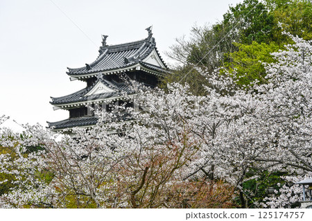 Nishio City Historical Park (early April) Honmaru Ushitora Yagura 125174757