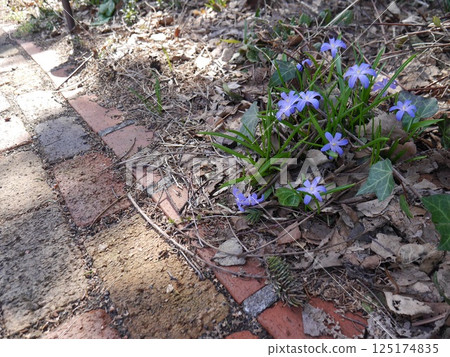春天的花園裡盛開著雪光花 春天的花園裡盛開著雪光花 125174835