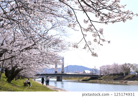 「田布瀨川」櫻花散步道。中央的櫻橋(山口縣田布施町) 「田布瀨川」櫻花散步道。中央的櫻橋(山口縣田布施町) 125174931