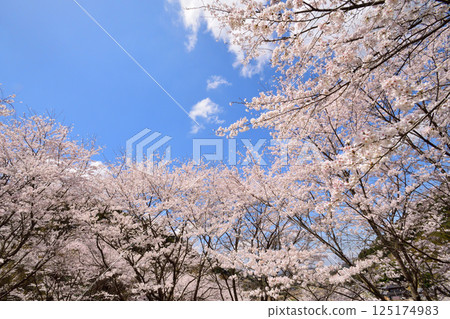Sakura, Cherry Blossoms Sakura, Cherry Blossoms 125174983