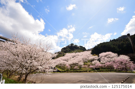 Sakura, Cherry Blossoms Sakura, Cherry Blossoms 125175014