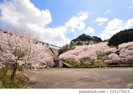 Sakura, Cherry Blossoms Sakura, Cherry Blossoms 125175015