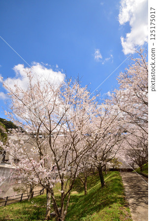 Sakura, Cherry Blossoms 125175017