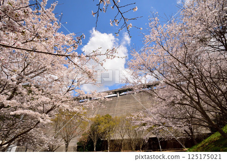 櫻花 櫻花 125175021