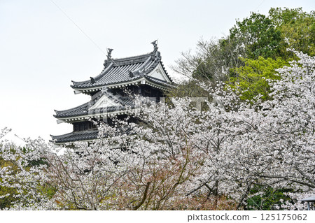 西尾市歷史公園(4月上旬) 本丸牛虎櫓 西尾市歷史公園(4月上旬) 本丸牛虎櫓 125175062