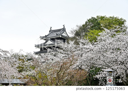 Nishio City Historical Park (early April) Honmaru Ushitora Yagura Nishio City Historical Park (early April) Honmaru Ushitora Yagura 125175063