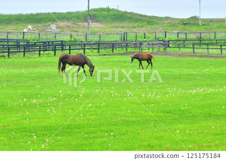 2026年新年卡片材料：馬父母與孩子，純種馬，牧場風景，北海道新冠町銀座純種馬 125175184