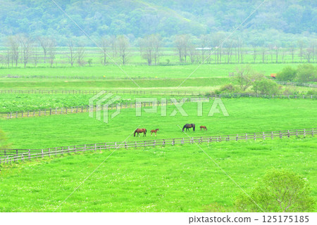 2026年新年卡片材料：馬父母與孩子，純種馬，牧場風景，北海道新冠町銀座純種馬 125175185