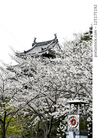 Nishio City Historical Park (early April) Honmaru Ushitora Yagura Nishio City Historical Park (early April) Honmaru Ushitora Yagura 125175192