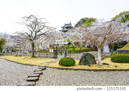Nishio City Historical Park (early April) 125175195