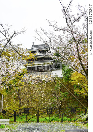 Nishio City Historical Park (early April) Honmaru Ushitora Yagura Nishio City Historical Park (early April) Honmaru Ushitora Yagura 125175267