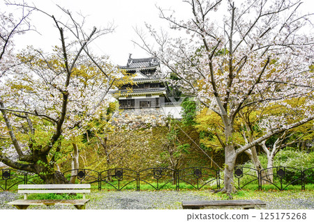 Nishio City Historical Park (early April) Honmaru Ushitora Yagura 125175268