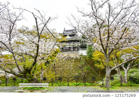 西尾市歷史公園(4月上旬) 本丸牛虎櫓 西尾市歷史公園(4月上旬) 本丸牛虎櫓 125175269