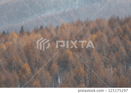 Beautiful autumn leaves of larch 125175297
